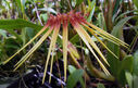 Bulbophyllum_hirundinis.JPG