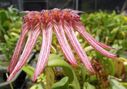 Bulbophyllum_melanoglossum.JPG