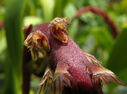 Bulbophyllum_saurocephalum.JPG