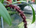 Bulbophyllum_saurocephalum1.JPG