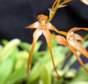 Bulbophyllum_taiwanense-1.JPG
