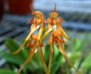 Bulbophyllum_taiwanense.JPG