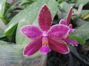 Phalaenopsis_George_Vasquez_28129.JPG