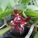 Phalaenopsis_cornu-cervi_var__chattaladae_.JPG
