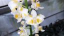 phalaenopsis_pulcherrima_28429.jpg