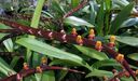 Bulbophyllum_falcatum.JPG