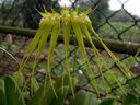 Bulbophyllum_flaviflorum_.JPG
